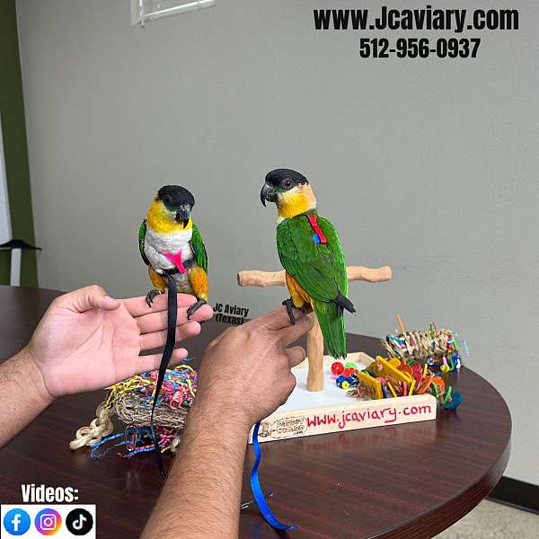 talking-bourke-parakeet-for-sale