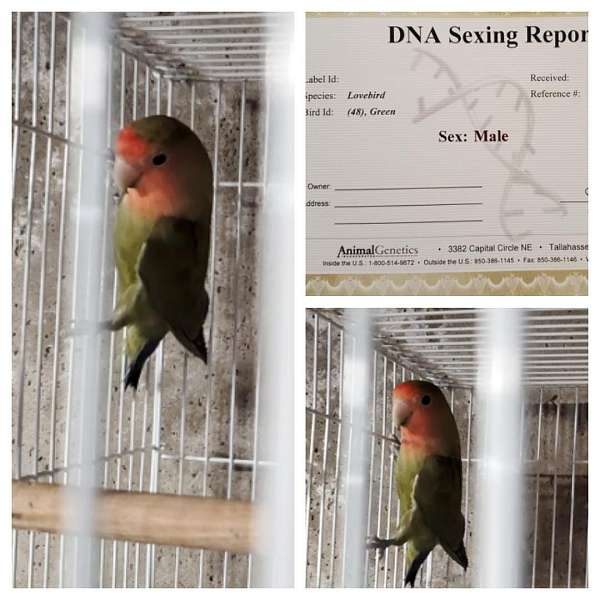 green-red-bird-for-sale-in-dudley-ma