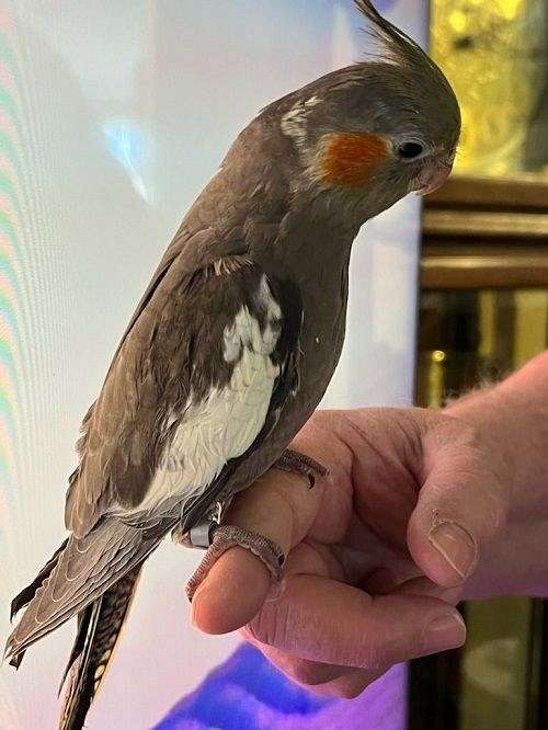 bird-parrot-for-sale