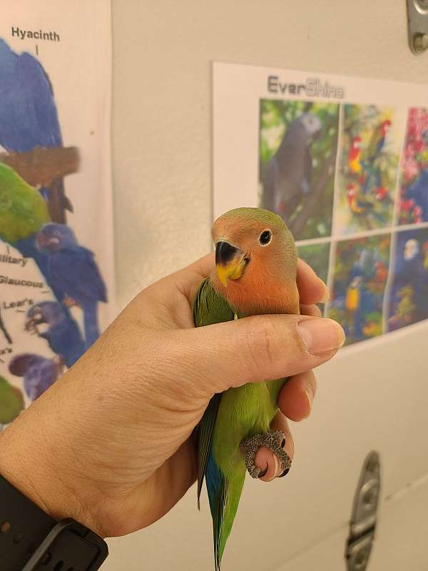 peach-faced-lovebird-for-sale