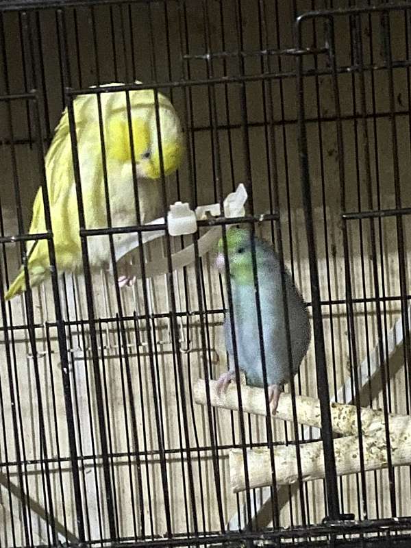 pacific-parrotlet-for-sale-in-michigan