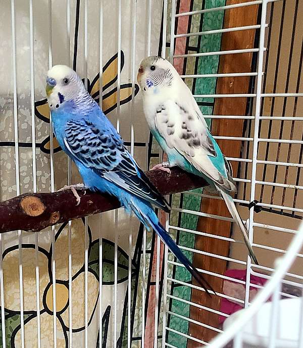 bonded-pair-singing-budgerigar-parakeet-for-sale