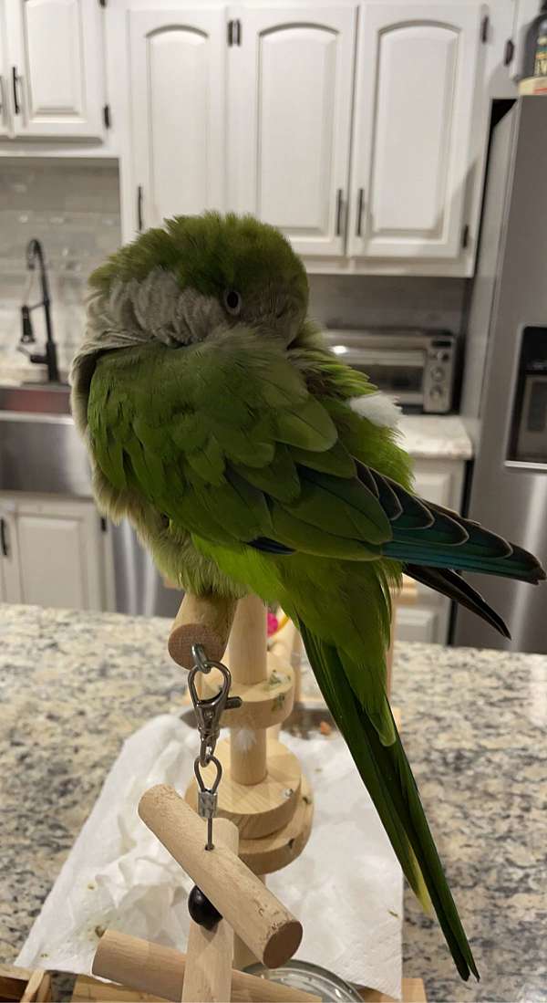 quaker-parrots-for-sale-in-miller-place-ny