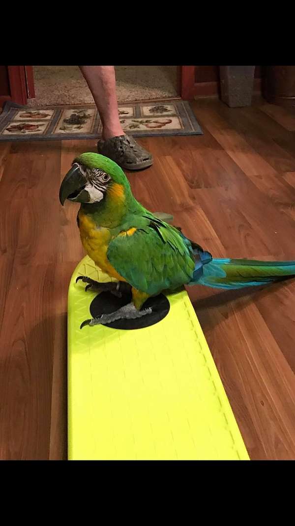 hybrid-macaw-for-sale-in-petersburg-va