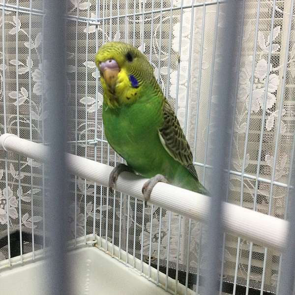 parakeet-for-sale