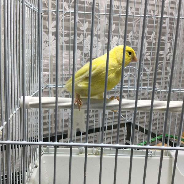 exotic-fancy-canary-for-sale