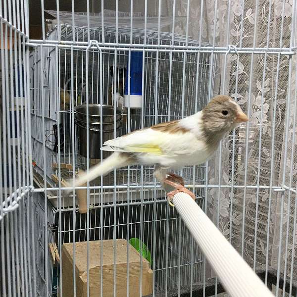 fawn-white-canary-for-sale