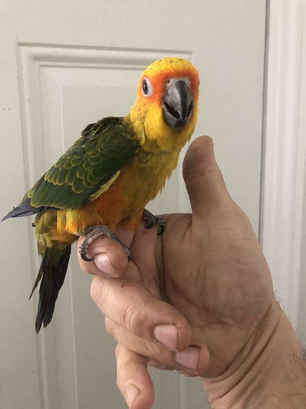 sun-conure-for-sale