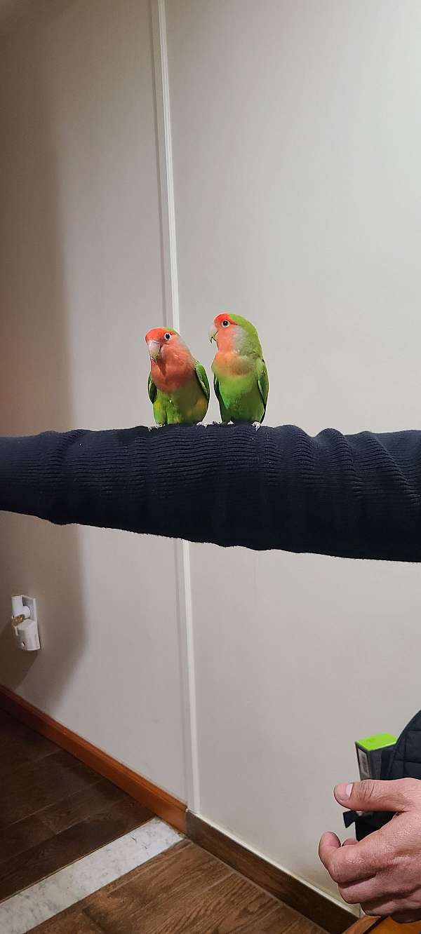 peach-faced-lovebird-for-sale-in-white-plains-ny