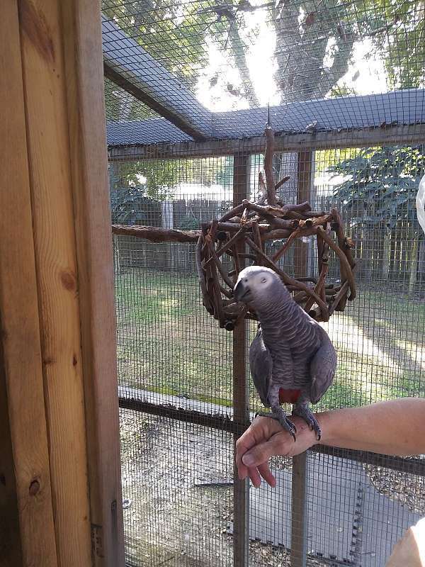 african-grey-parrot-for-sale-in-auburndale-fl