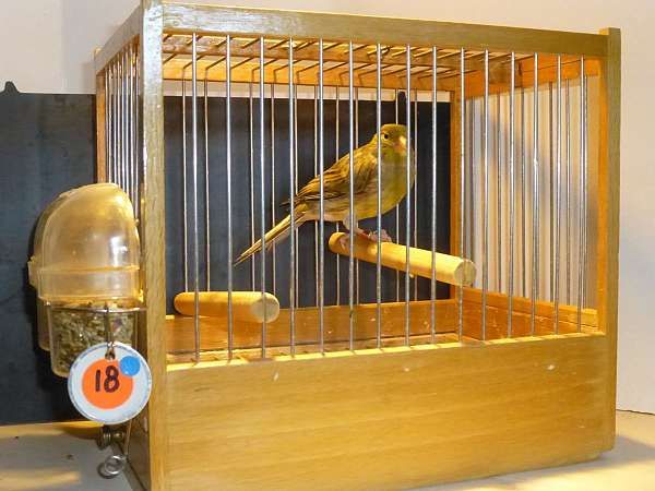 adult-bird-for-sale-in-fort-washington-pa
