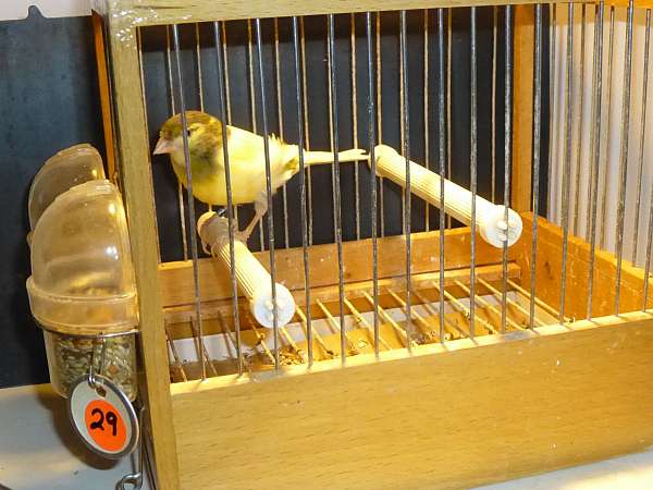 homing-bird-for-sale-in-fort-washington-pa