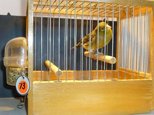 mature-spanish-timbrado-canary-for-sale