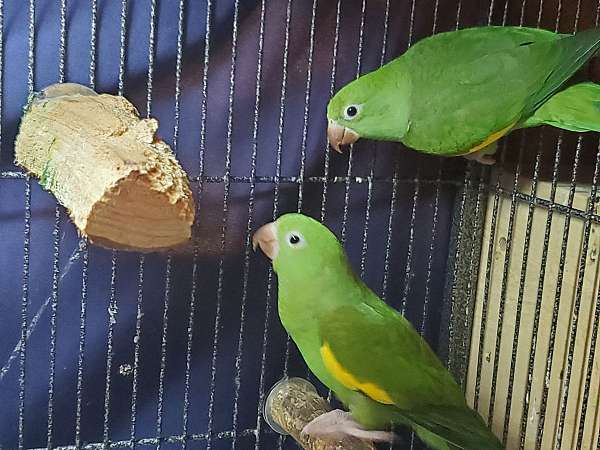 canary-parakeet-for-sale-in-universal-city-tx