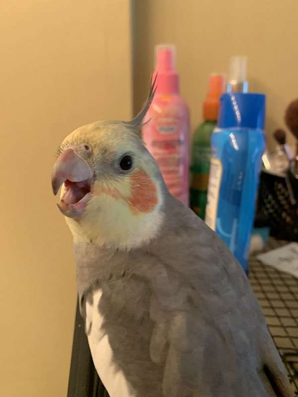 bird-parrot-adoption-in-ohio