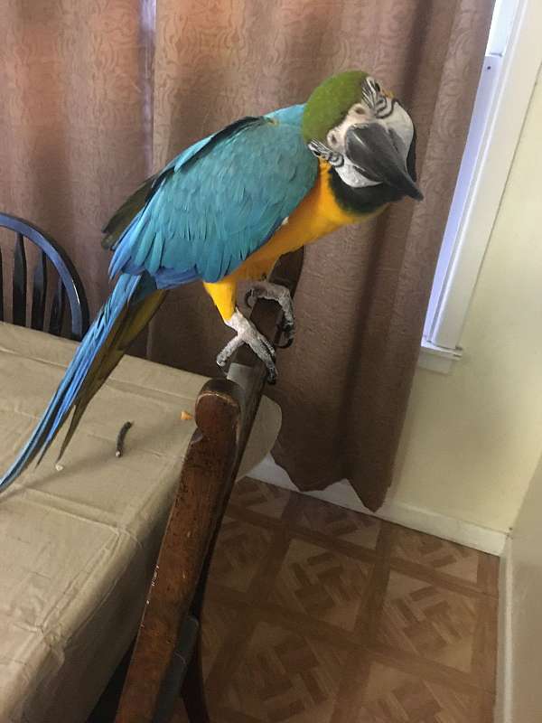blue-gold-macaw-for-sale-in-san-angelo-tx