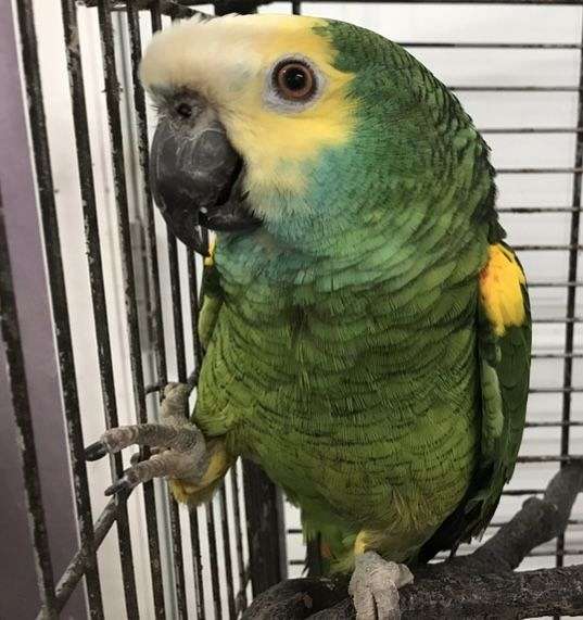 double-yellow-head-amazon-parrot-for-sale-in-pennsylvania