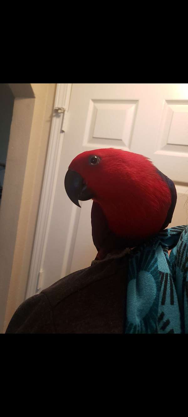 red-house-trained-tame-bird-for-sale