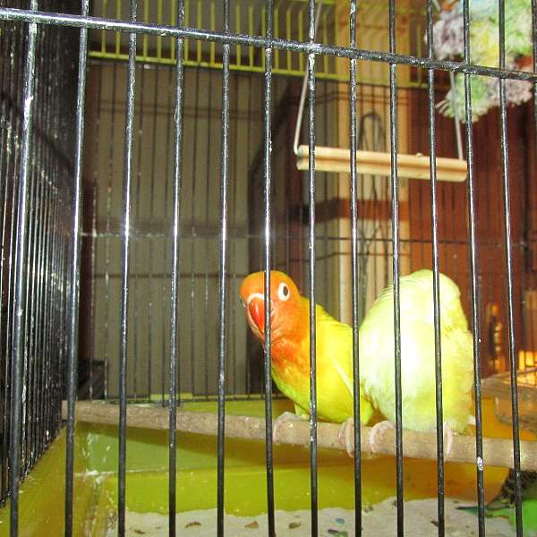 red-yellow-bird-for-sale-in-northville-ny