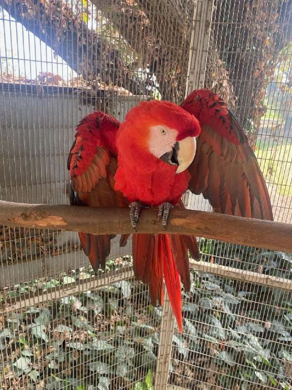 mixed-military-macaw-for-sale