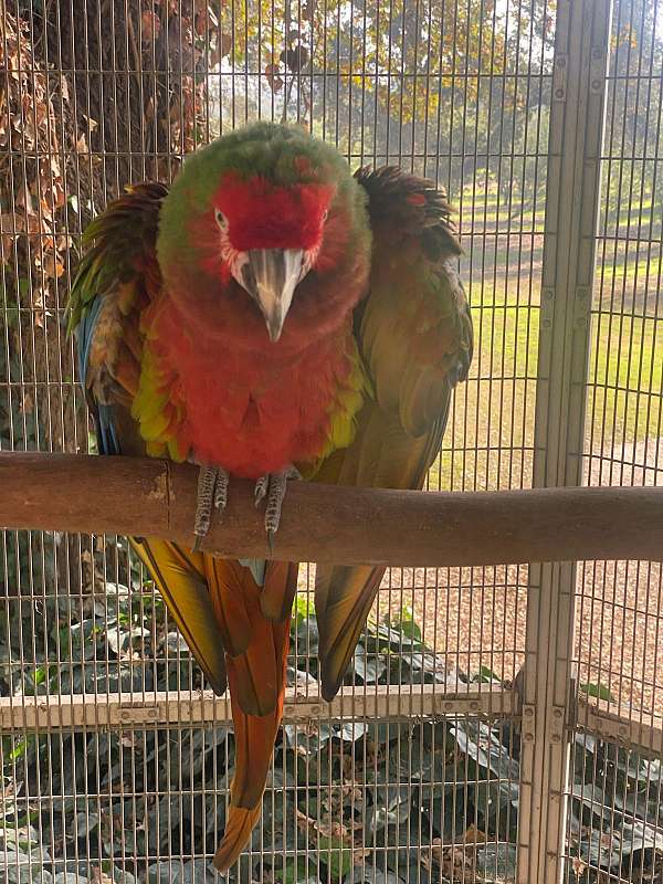 mature-military-macaw-for-sale