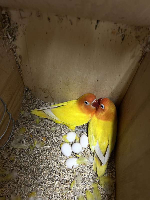 lutino-yellow-bird-for-sale-in-okla-city-ok