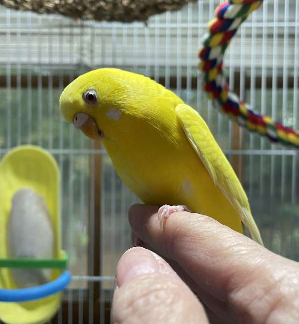 parakeet-for-sale-in-zuni-va