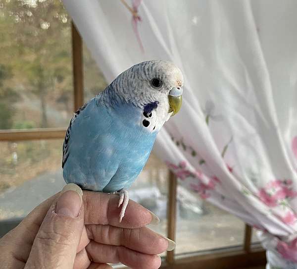 blue-lutino-bird-for-sale-in-zuni-va