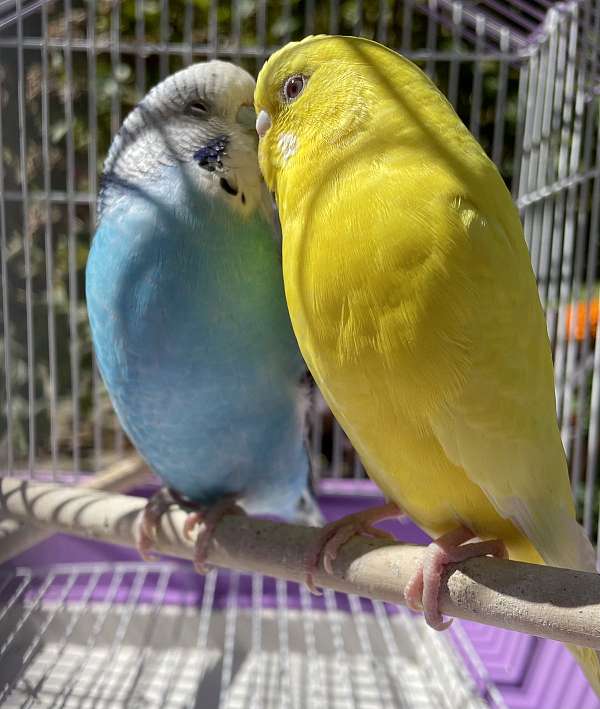 bonded-pair-bird-for-sale-in-zuni-va