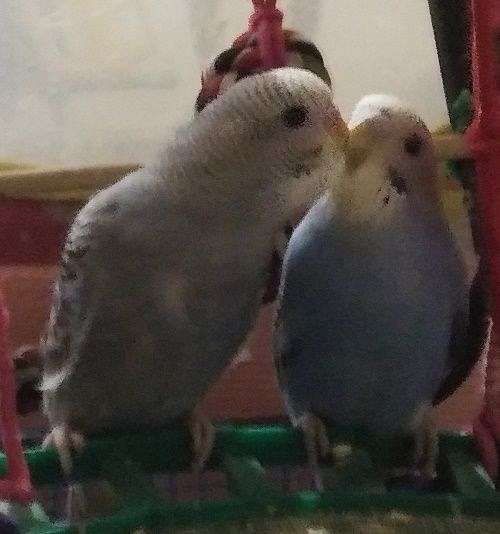 blue-grey-bonded-pair-bird-for-sale