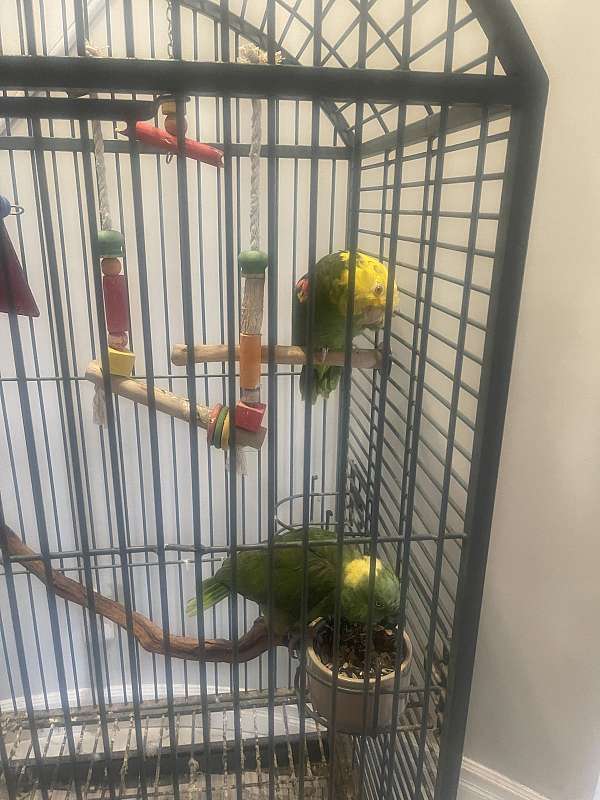 double-yellow-head-amazon-parrot-for-sale-in-lockport-ny
