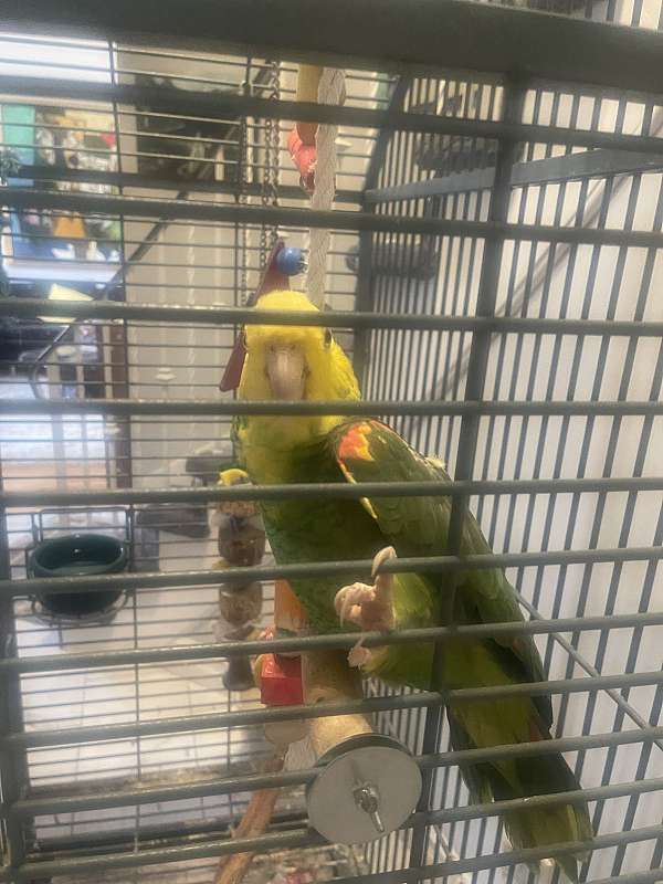 yellow-bird-for-sale-in-lockport-ny