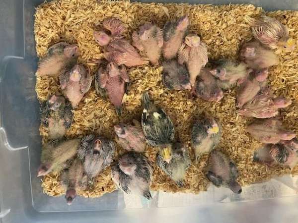 baby-bird-for-sale-in-knoxville-tn