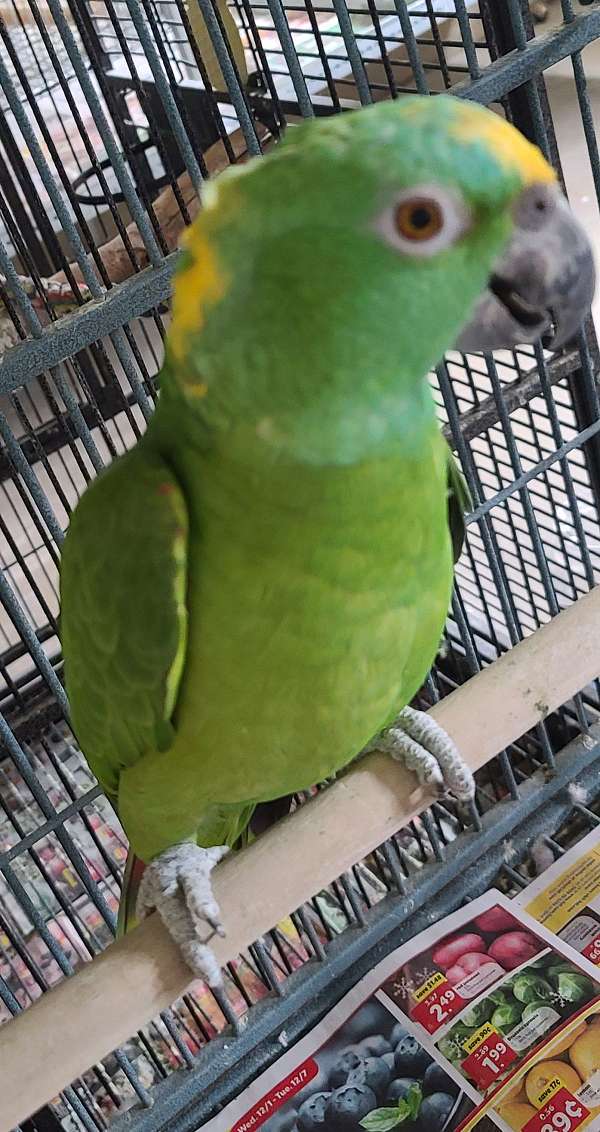 amazon-parrot-parrot-for-sale-in-manassas-va