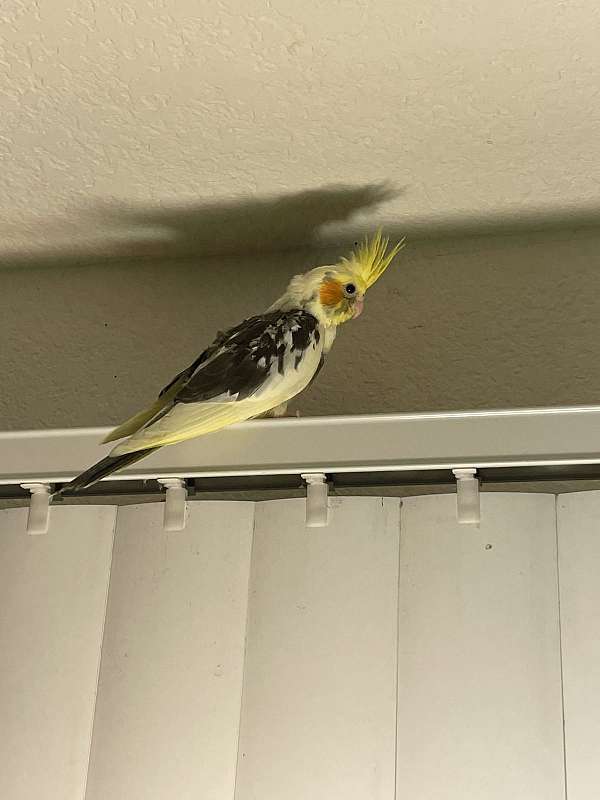 cockatiel-for-sale