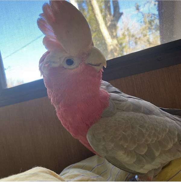 pink-bird-for-sale-in-pueblo-co