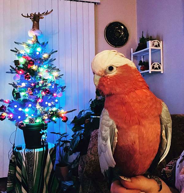 rose-breasted-cockatoo-for-sale-in-pueblo-co