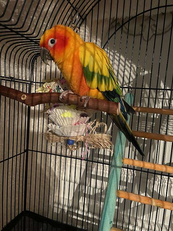 sun-conure-for-sale-in-miller-place-ny
