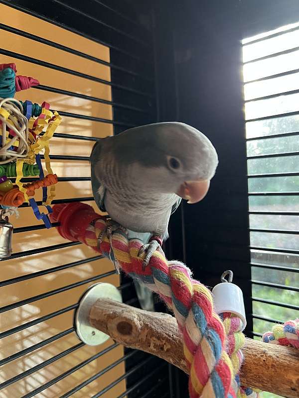 quaker-parrots-for-sale-in-ocala-fl