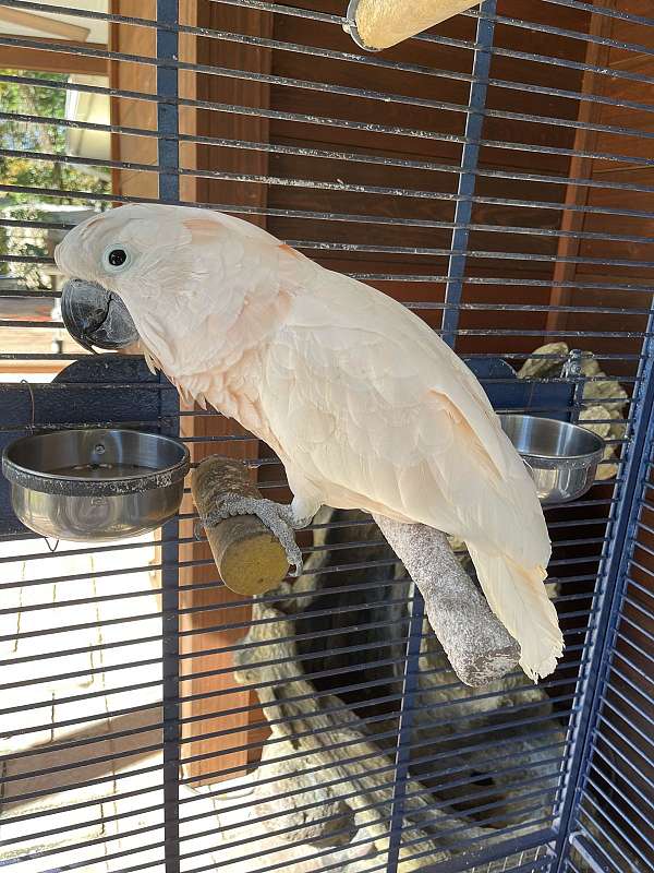 moluccan-cockatoo-for-sale-in-florida