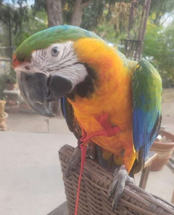exotic-bird-for-sale-in-englewood-co