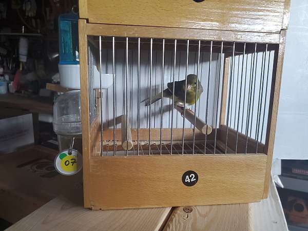 male-bird-for-sale-in-fort-washington-pa