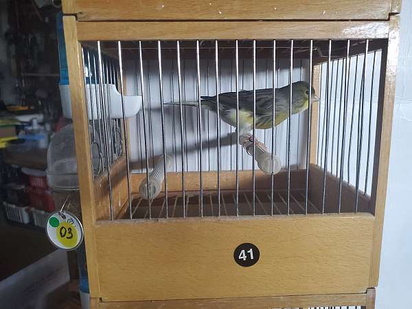 quiet-singing-spanish-timbrado-canary-for-sale
