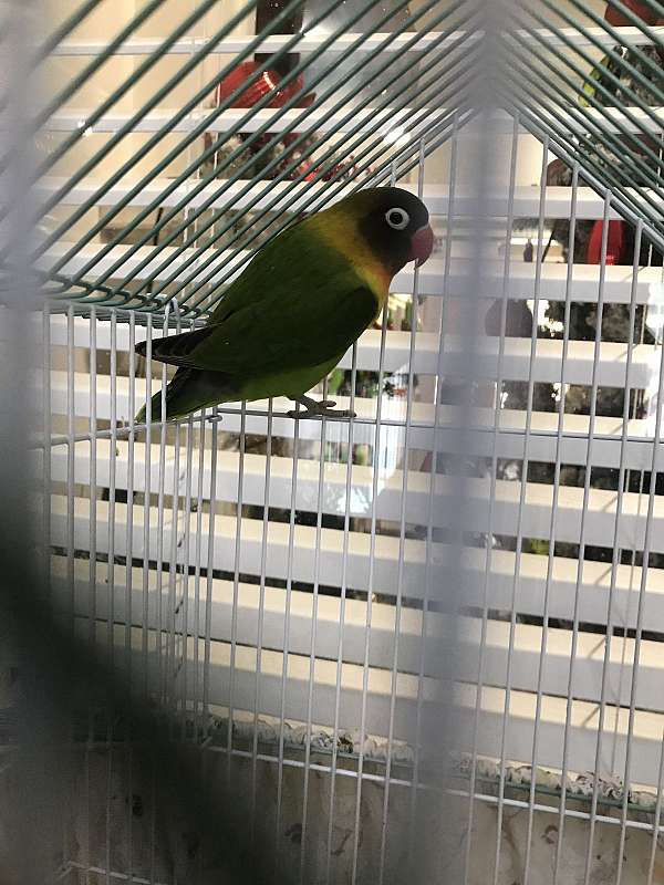 mixed-bird-for-sale-in-arlington-tx