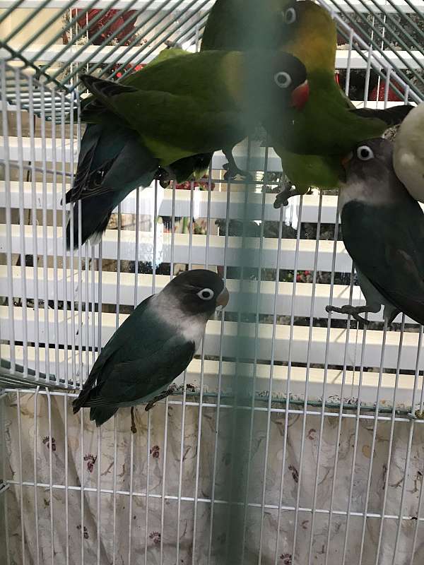 lovebird-for-sale