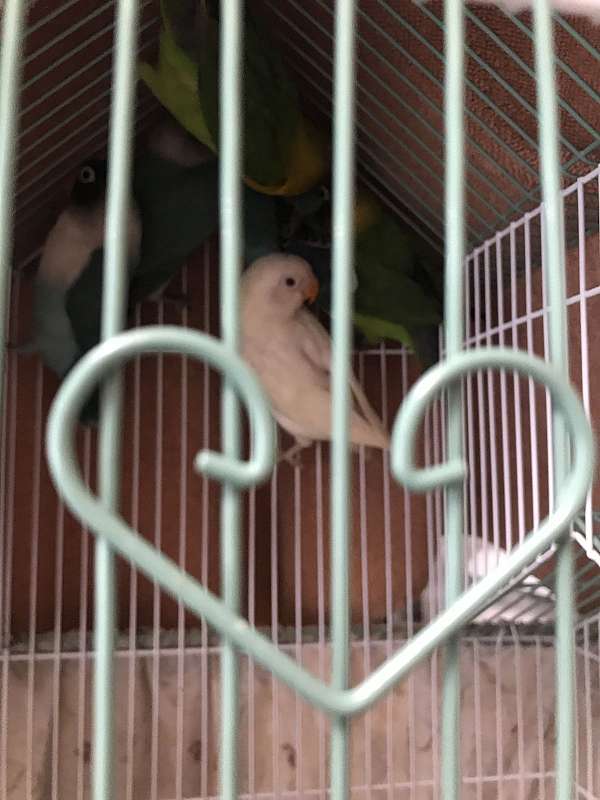 albino-lovebird-for-sale