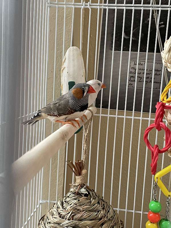 grey-white-bonded-pair-pet-bird-for-sale