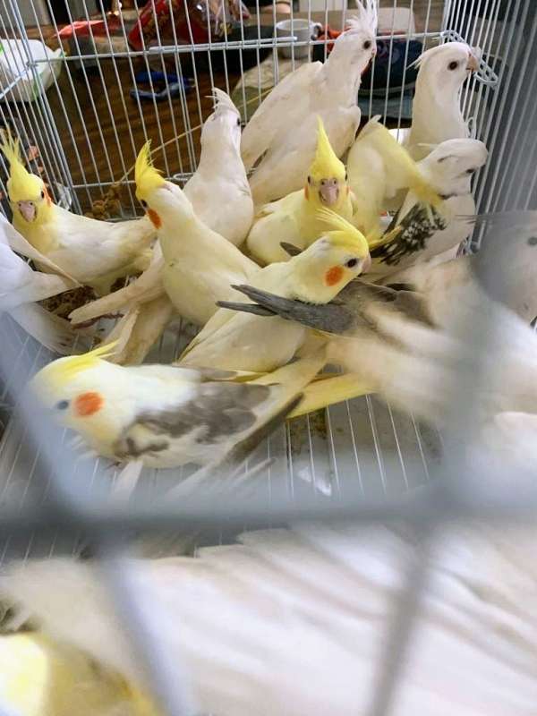 cockatiel-for-sale