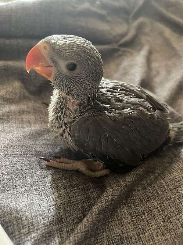 cute-handfed-ringneck-parakeet-for-sale