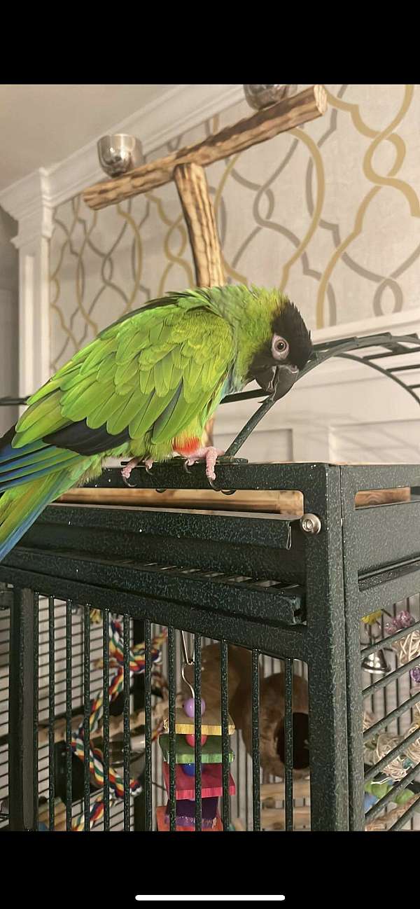 nanday-conure-for-sale-in-miller-place-ny